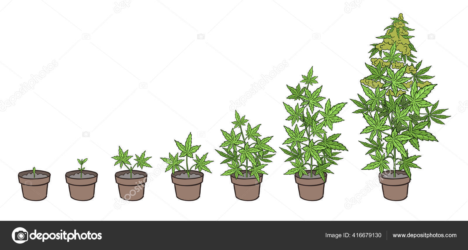Hemp potted growth stages. Plants development. Cannabis indica