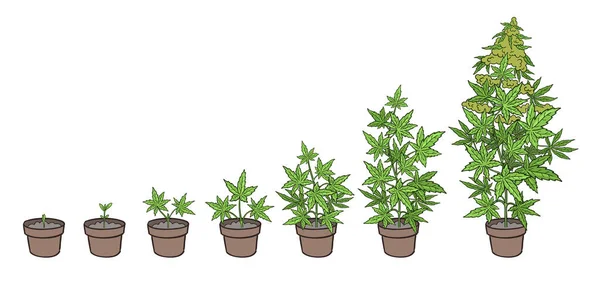 Hanf eingetopft Wachstumsphasen. Pflanzenentwicklung. Cannabis indica. Heilpflanze. Handgezeichnete Skizzenvektorillustration. Infografik. Fortschreiten der Ernteanimation. — Stockvektor