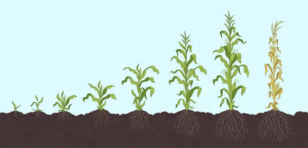 Wachstumsphasen der Maispflanze. Entwicklungsphasen des Mais. Zea mays. Reifezeit. Auf dem Boden, mit Wurzeln. Lebenszyklus. Infografik. Fortschreiten der Ernteanimation. Vektor. — Stockvektor