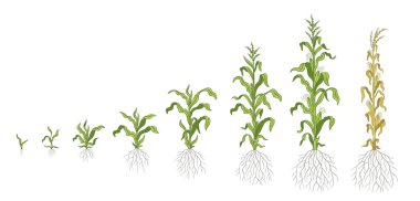 Mısır bitkisinin büyüme aşamaları. Mısır geliştirme aşamaları. Zea mays. Olgunlaşma dönemi. Yaşam döngüsü. Bilgi seti. Canlandırma işlemini başlatın. Vektör.
