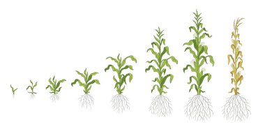 Growth stages of Maize plant. Corn development phases. Zea mays. Ripening period. The life cycle. Infographic set. Harvest animation progression. Vector. clipart