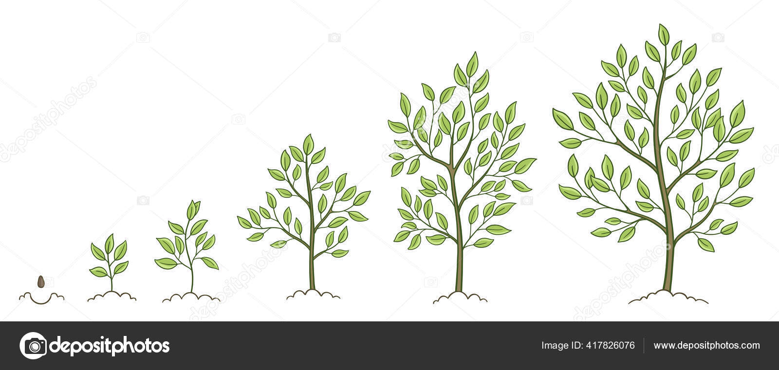 Tree growth stages. Plant development phases. Animation progression. Vector  sketch infographic set. The life cycle. Stock Vector Image by ©ilyakalinin  #417826076