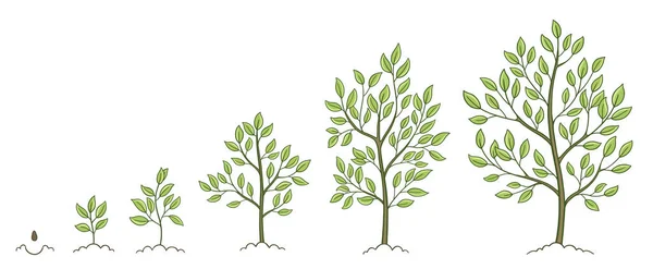 Etapas de crecimiento del árbol. Fases de desarrollo vegetal. Progresión de animación. Conjunto de infografía vectorial. El ciclo de vida. — Archivo Imágenes Vectoriales