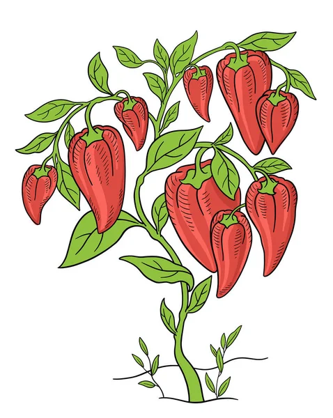 Édes paprika. Növényi növény. Capsicum annuum. Kézzel rajzolt vázlat. Gazdag zöld levelek. Világos piros színű gyümölcsök. Kövér bokor. Vektorillusztráció. — Stock Vector
