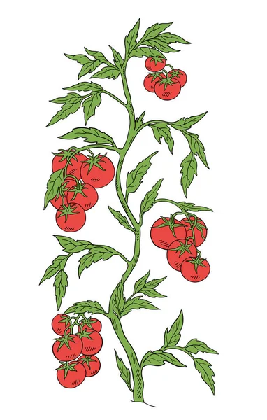 Planta de tomate vegetal. Solanum lycopersicum. Vector dibujado a mano boceto de color. Hojas verdes. Frutas de color rojo brillante. Arbusto de grasa. — Archivo Imágenes Vectoriales