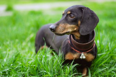 Dachshund yürüyüş