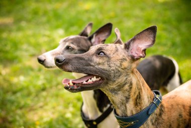 Greyhound ve Whippet köpekleri yürüyüş için oynuyorlar.