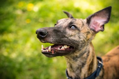 Greyhound ve Whippet köpekleri yürüyüş için oynuyorlar.