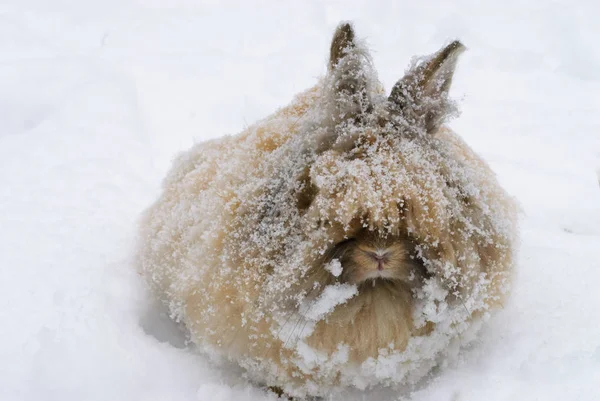 Fluffy Rabbit Sits Snow — Stock Photo, Image