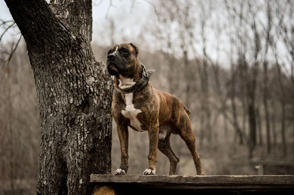 Orgulhoso Pit Bull Terrier Fica Floresta — Fotografia de Stock