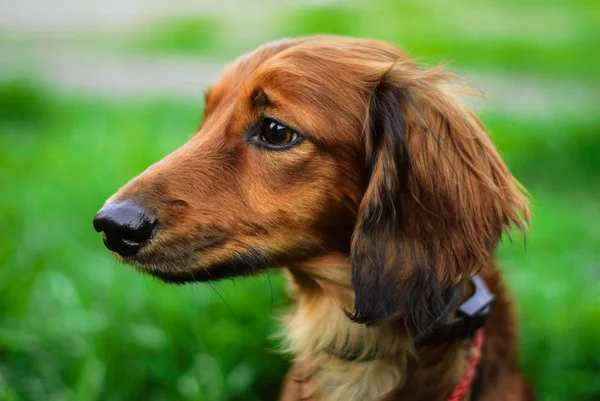 Dachshund Retrato Passeio Dachshund — Fotografia de Stock