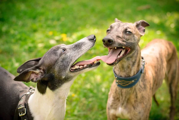 Greyhound Whippet Cães Jogar Para Passeio — Fotografia de Stock
