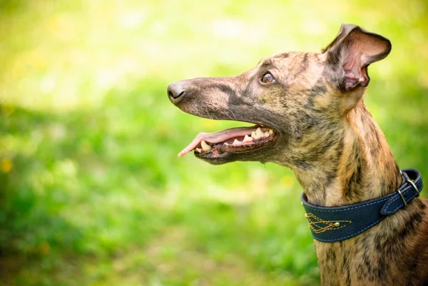 Greyhound Och Whippet Hundar Spelar För Promenad — Stockfoto