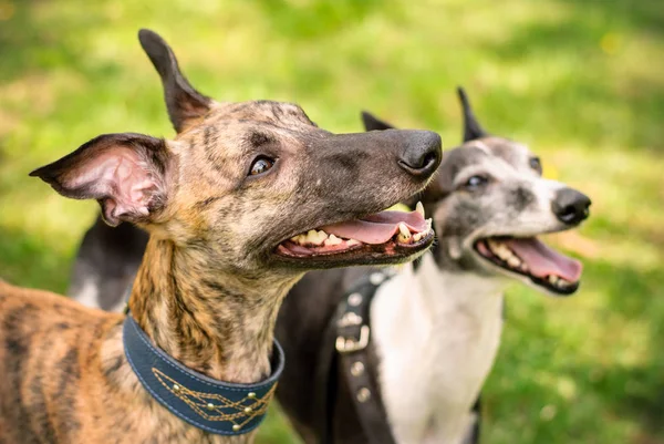 Greyhound Whippet Cães Jogar Para Passeio — Fotografia de Stock