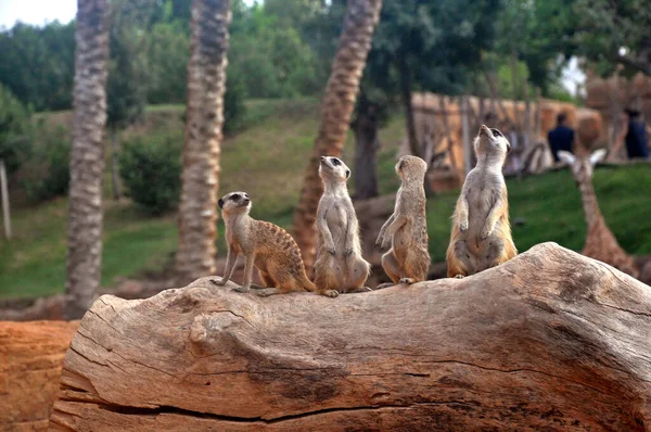 Group of meerkats looking at the sky, four meerkats in the park, looking up at the sky on a tree trunk