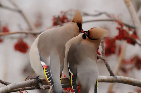 Waxwings Flew Branch Feed Each Other Berries Northern Birds — Stock Photo, Image