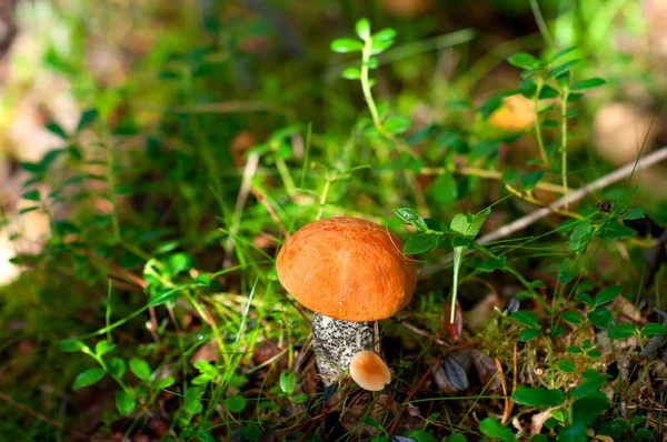 Ätlig Svamp Boletus Med Röd Hatt Tall Skogen Höstdag — Stockfoto