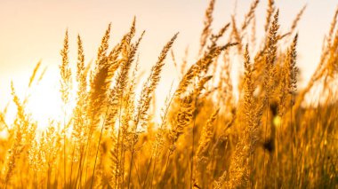 Goden yaz gün batımı doğa ağaçları