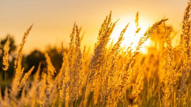 Goden yaz gün batımı doğa ağaçları