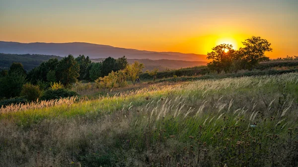 Goden Sommer Sonnenuntergang Natur Bäume — Stockfoto