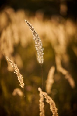 Gün Batımı Işığında Bozkır Otu