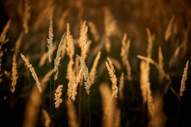 Gün Batımı Işığında Bozkır Otu