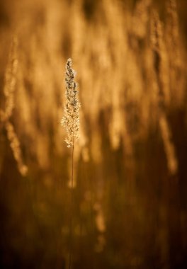 Gün Batımı Işığında Bozkır Otu
