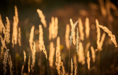 Gün Batımı Işığında Bozkır Otu