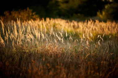 Gün Batımı Işığında Bozkır Otu