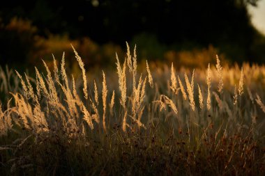 Gün Batımı Işığında Bozkır Otu