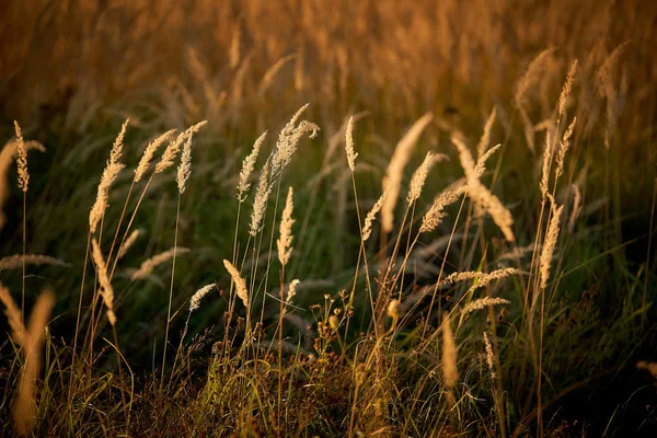 Hierba Estepa Luz Del Atardecer —  Fotos de Stock