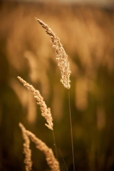 Hierba Estepa Luz Del Atardecer — Foto de Stock