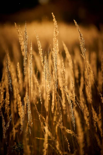 Steppe Grass Sunset Light — Stock Photo, Image