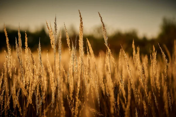 Hierba Estepa Luz Del Atardecer — Foto de Stock