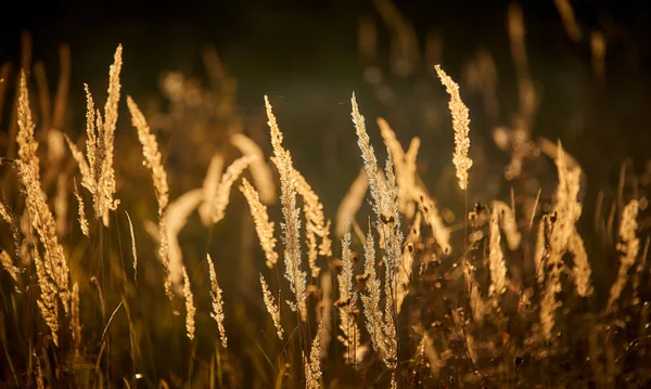 Steppe Grass Sunset Light — Stock Photo, Image