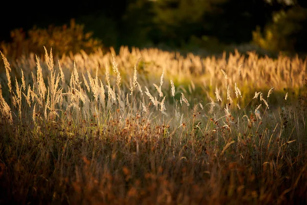 Steppe Grass Sunset Light — Stock Photo, Image