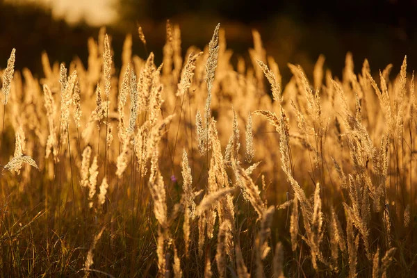 Hierba Estepa Luz Del Atardecer — Foto de Stock