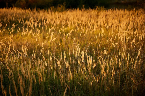 Hierba Estepa Luz Del Atardecer —  Fotos de Stock