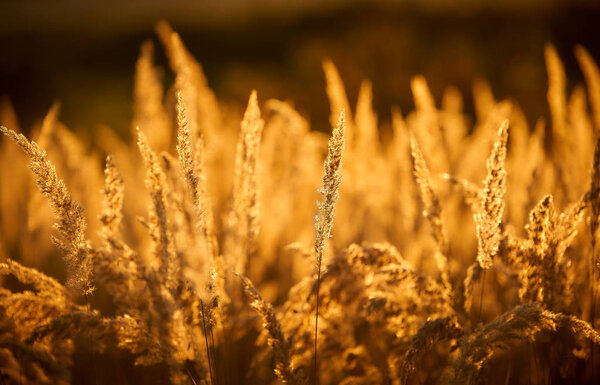 Steppe Grass in Sunset Light