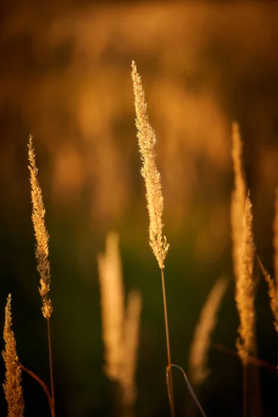 夕焼けの光の中の草原 ストック写真