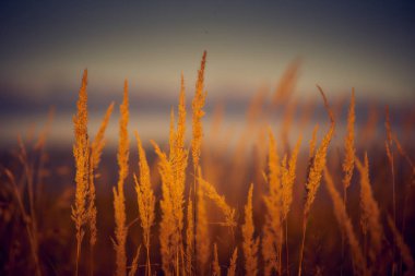 Gün Batımı Işığında Bozkır Otu