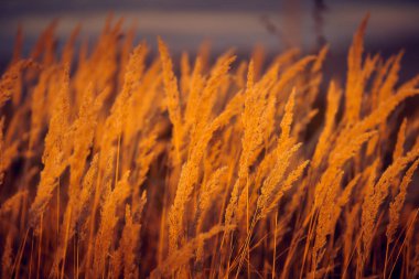 Gün Batımı Işığında Bozkır Otu