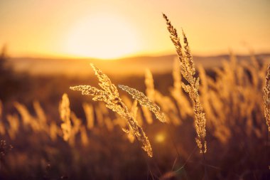 Gün Batımı Işığında Bozkır Otu