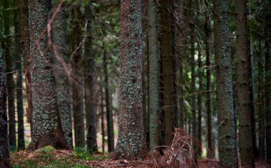 Sonbaharın başlarında dağ gün batımı