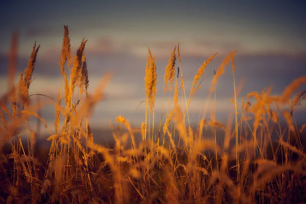 Hierba Estepa Luz Del Atardecer —  Fotos de Stock