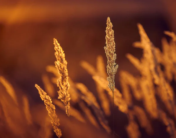 Trawa Stepowy Sunset Light — Zdjęcie stockowe