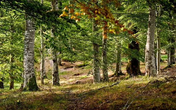 Puesta Sol Montaña Principios Otoño — Foto de Stock