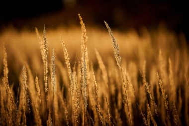 Sonbaharın başlarında dağ gün batımı