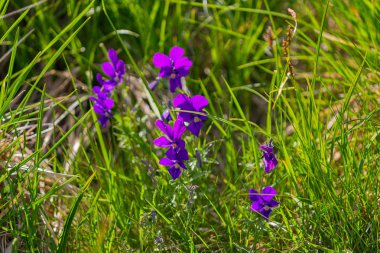 Kır çiçekleri dağda düz büyümek. Karpatlar