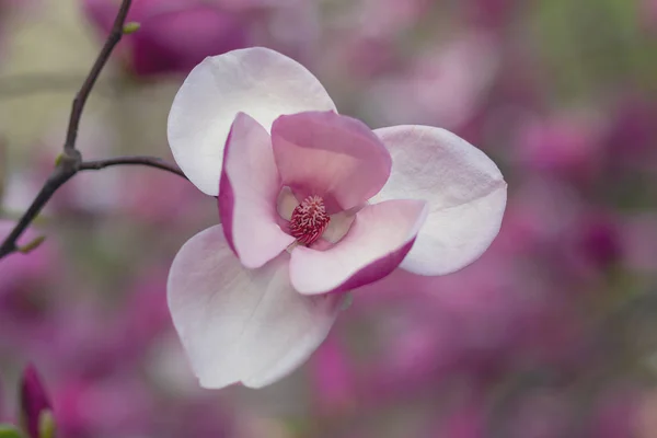 Bloeiende Magnolia Een Tuin Close Bloemen — Stockfoto